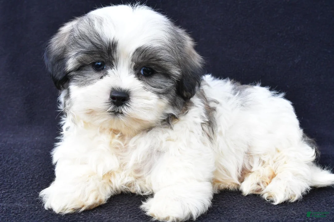 Malshi dogs for sale: Jet - Ad 1