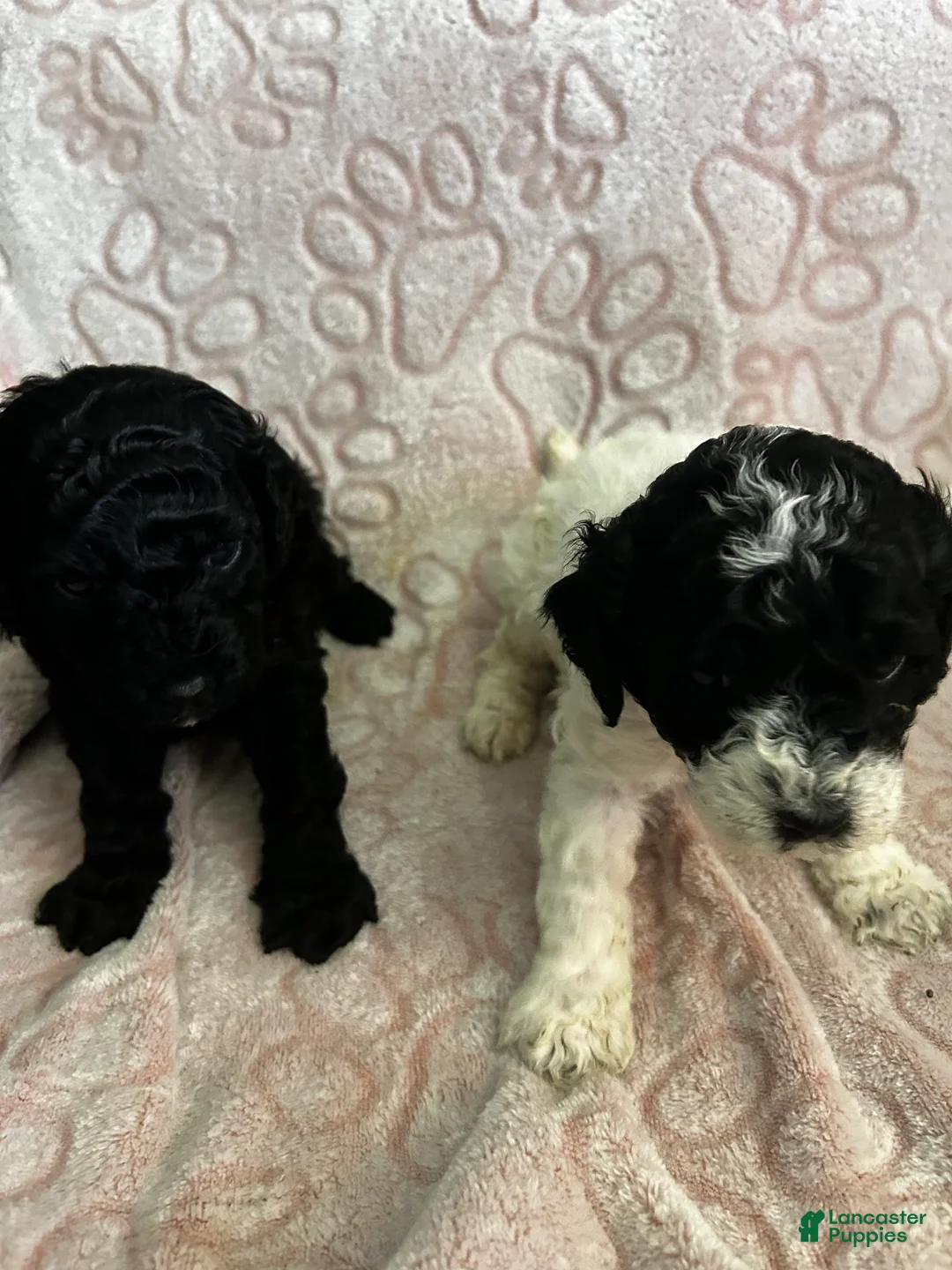 Miniature Poodle dogs for sale: Miniature Poodle Puppy 2 - Ad 1