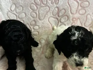 Miniature Poodle dogs Miniature Poodle Puppy 2 - Ad 4