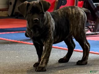 Cane Corso dogs Cane Corso Puppy 9 Adrian - Ad 27
