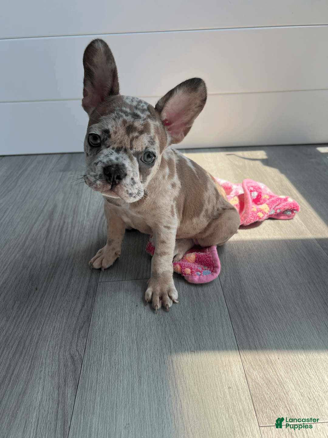 French Bulldog dogs for sale: DIAMOND - Ad 1