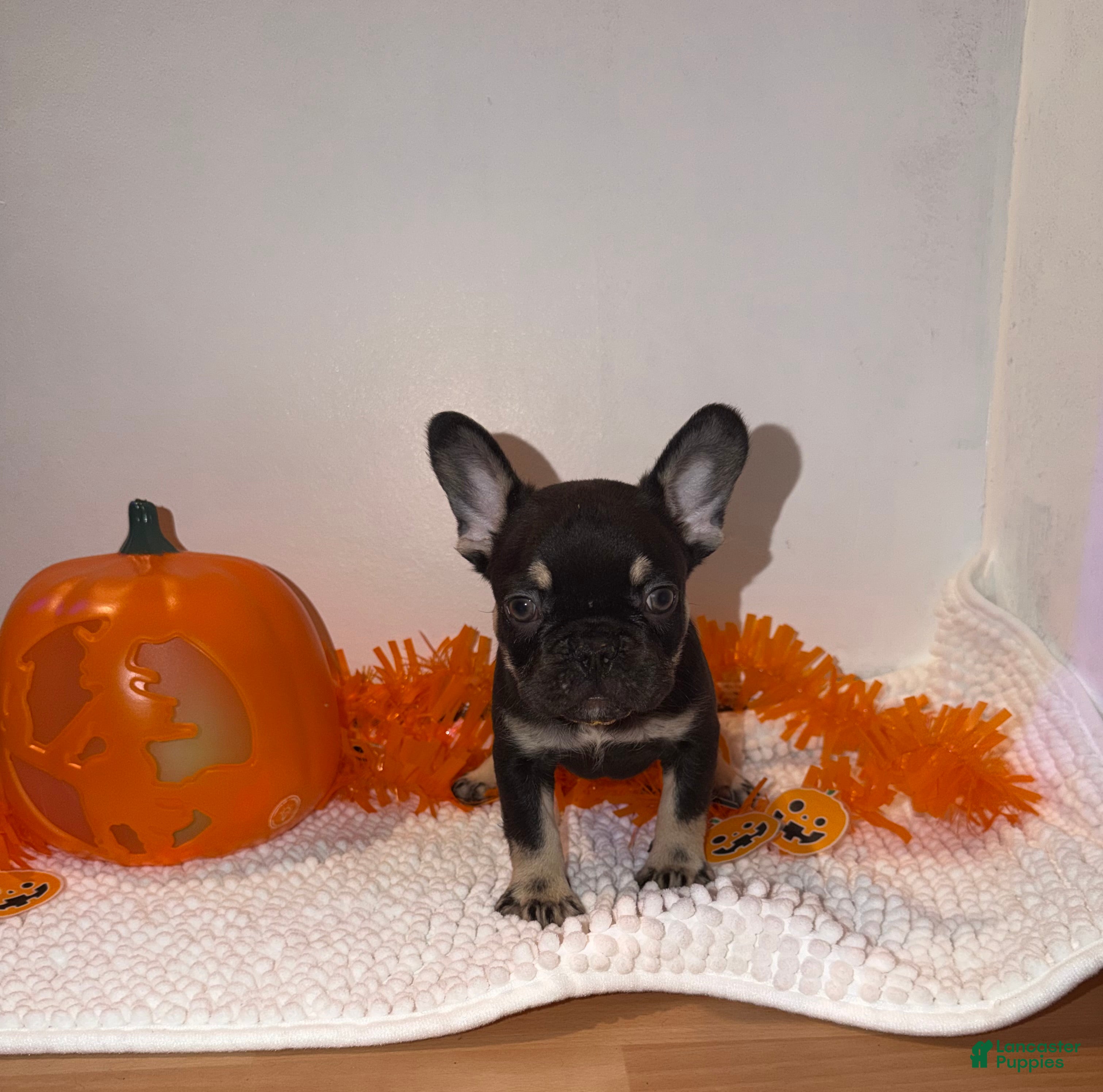French Bulldog dogs Cocoa male - Ad 2