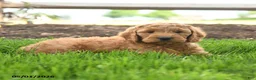 Goldendoodle dogs for sale: Teyson - Ad 2