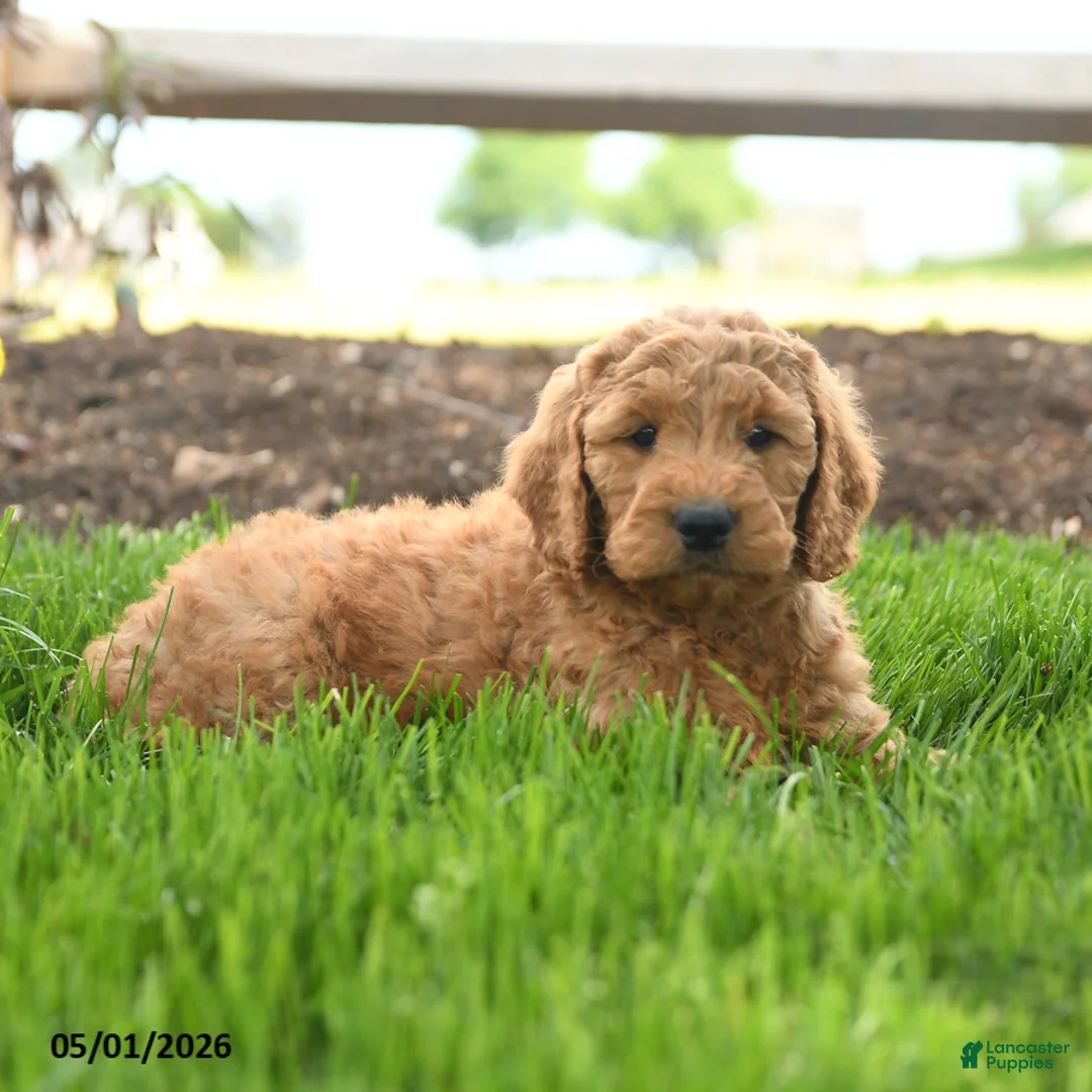 Goldendoodle dogs for sale: Teyson - Ad 2