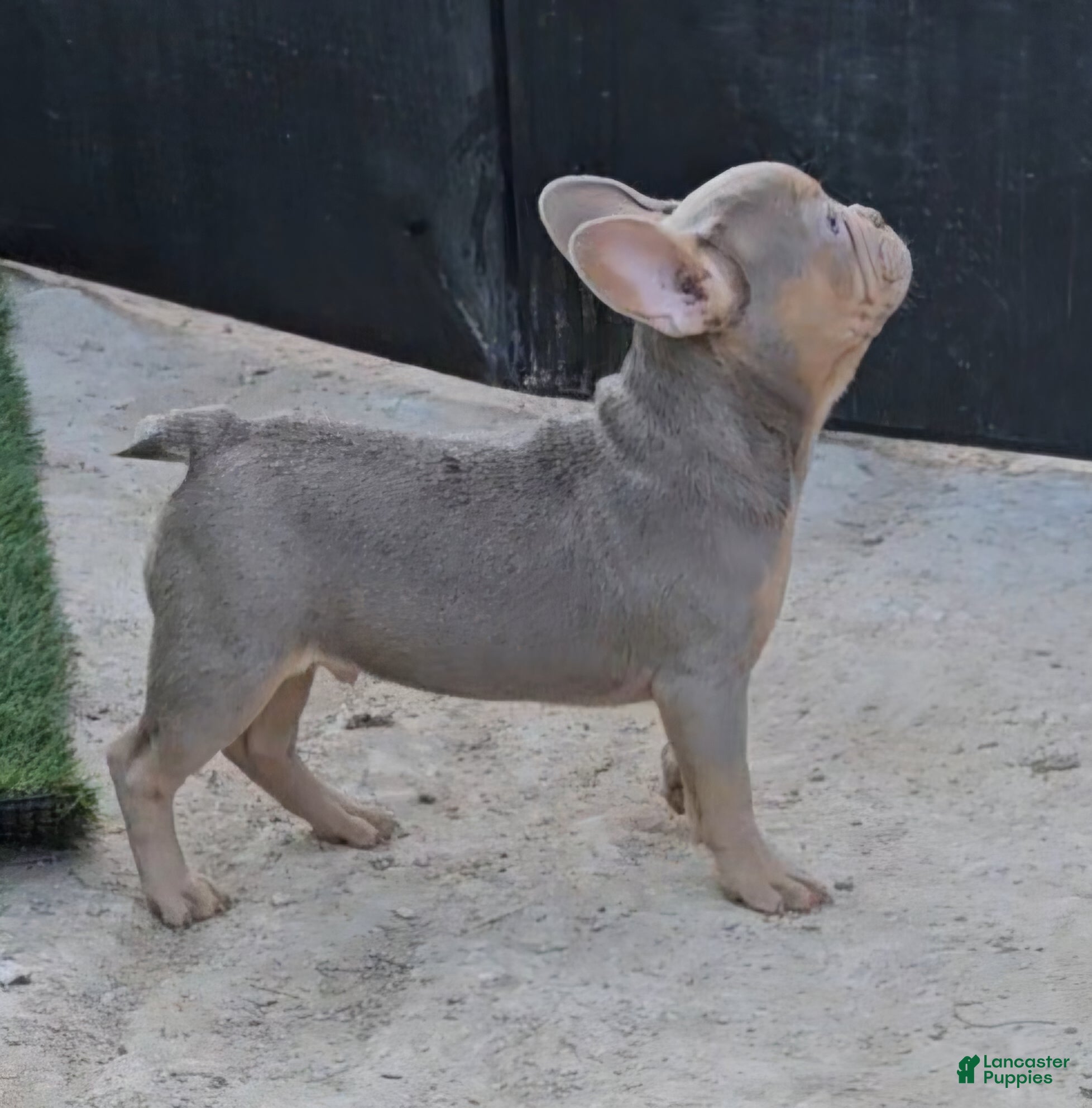 French Bulldog dogs French Bulldog Puppy 1 - Ad 4