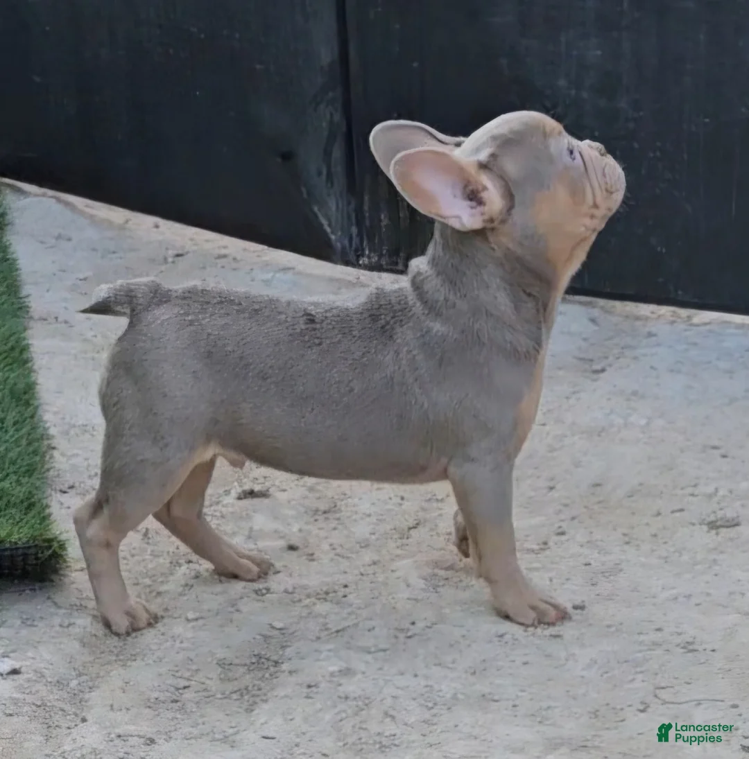 French Bulldog dogs for sale: French Bulldog Puppy 1 - Ad 1