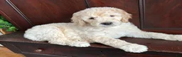 Goldendoodle dogs for sale: Chester  - Ad 1