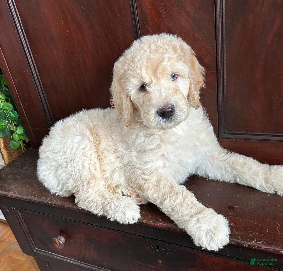 Goldendoodle dogs for sale: Chester  - Ad 1
