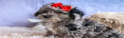 Bichpoo dogs for sale: NORMAN - Ad 8