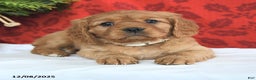 Miniature Golden Retriever dogs for sale: Carol  - Ad 3