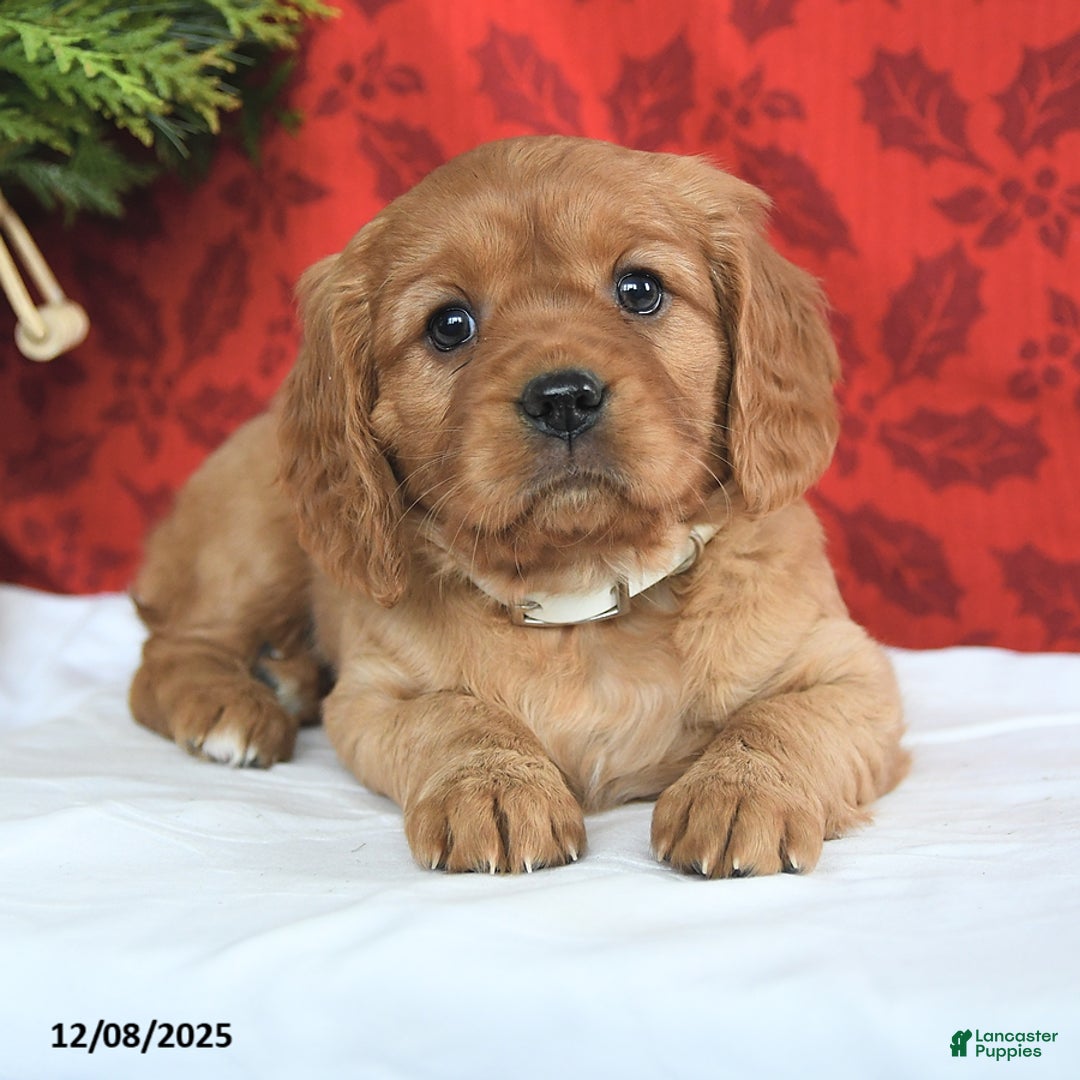 Miniature Golden Retriever dogs for sale: Carol  - Ad 3