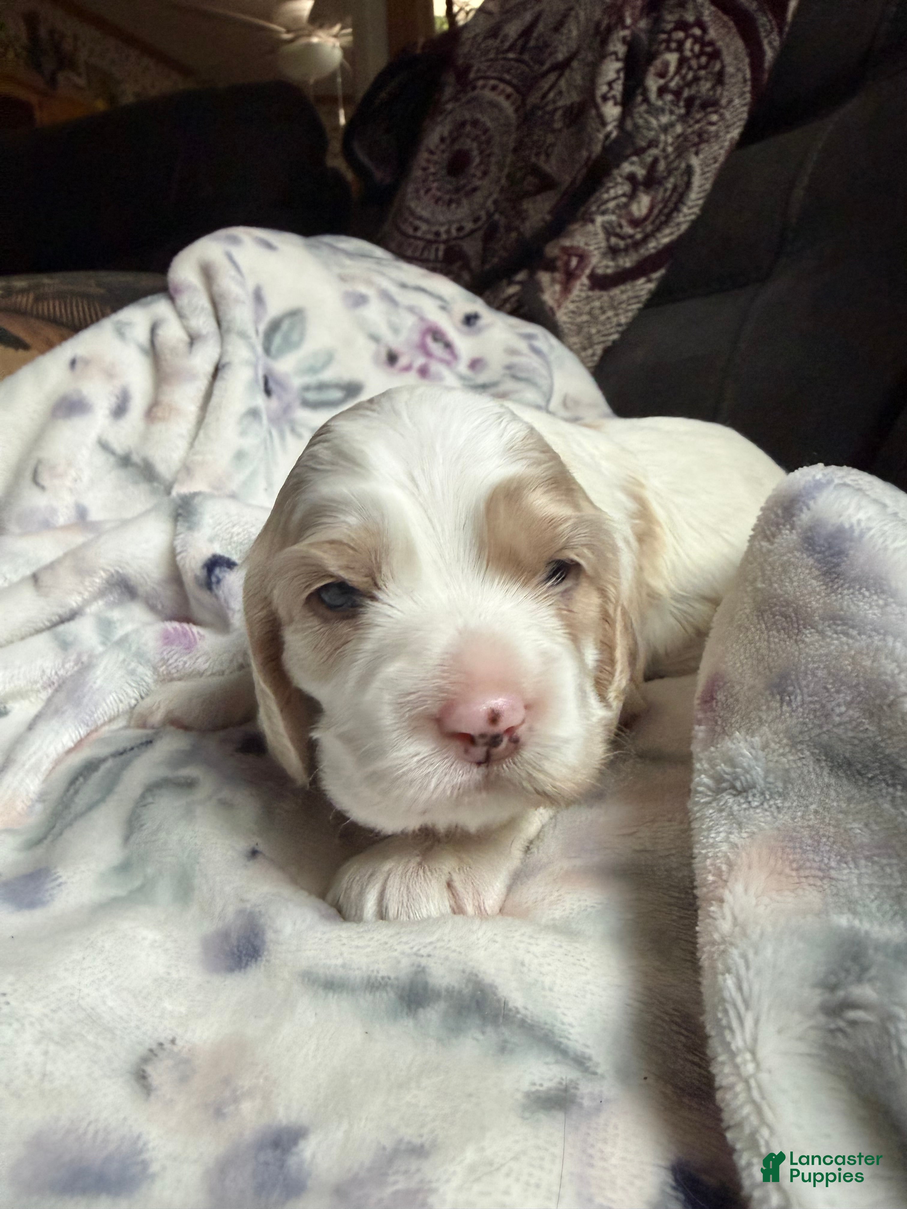 Cocker Spaniel dogs Cocker Spaniel Puppy 3 - Ad 1