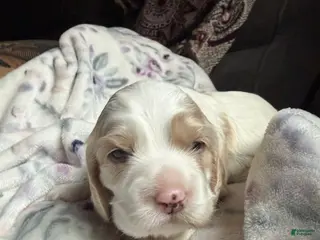 Cocker Spaniel dogs for sale: Cocker Spaniel Puppy 3 - Ad 2