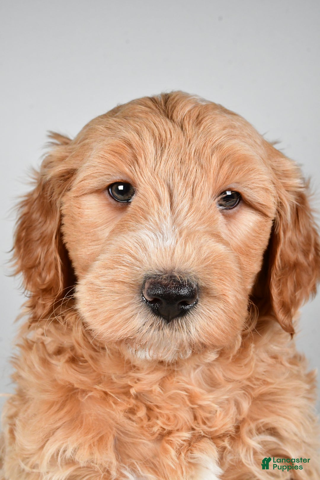 Mini Goldendoodle dogs for sale: Noelle - Ad 7