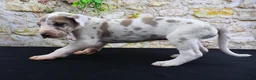 Great Dane dogs for sale: Apollo - Ad 2