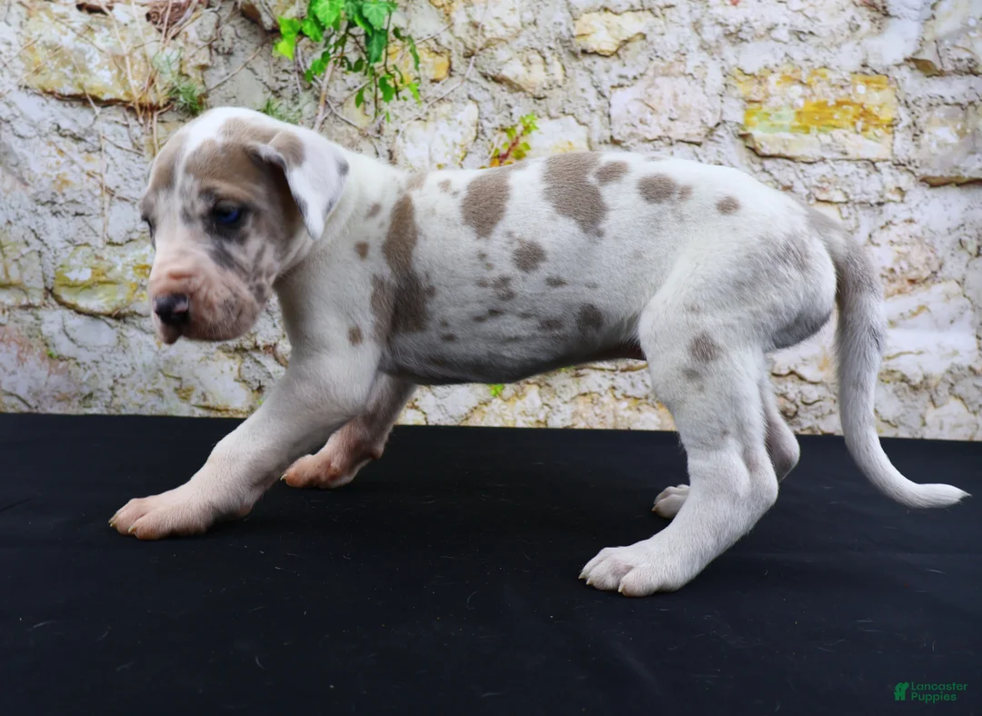Great Dane dogs for sale: Apollo - Ad 2