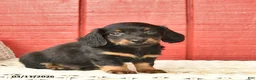 Dachshund dogs for sale: Timmy  - Ad 1
