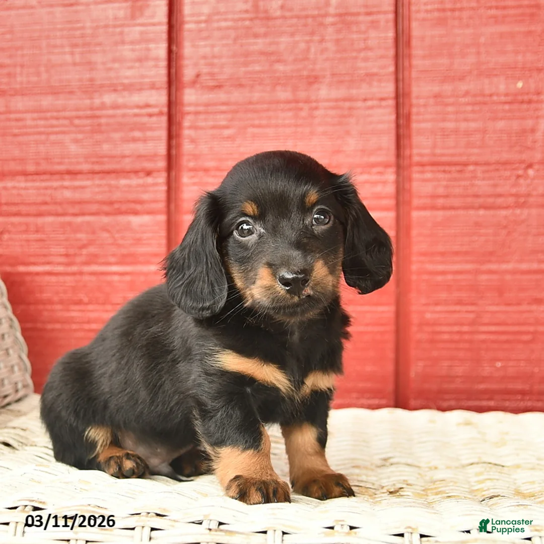 Dachshund dogs for sale: Timmy  - Ad 1