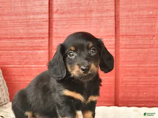 Dachshund dogs for sale: Timmy - Ad 2