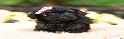 Yorkiepoo dogs for sale: Ariel - Ad 4