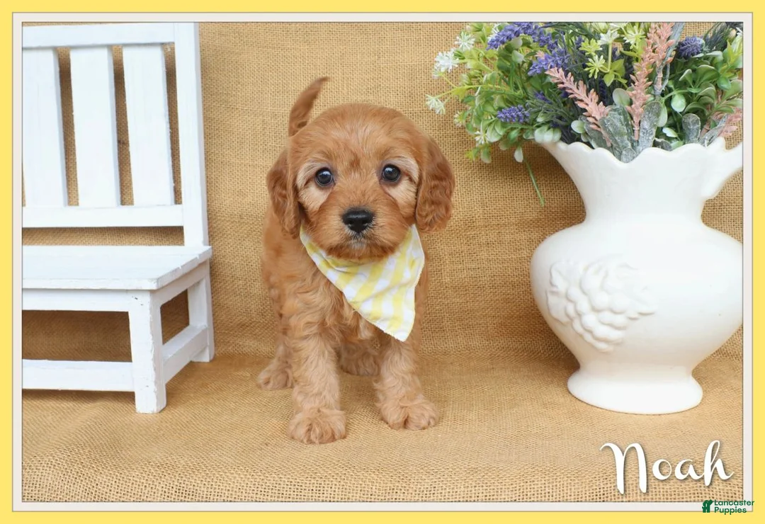 Cavapoo dogs for sale: Noah - Ad 1