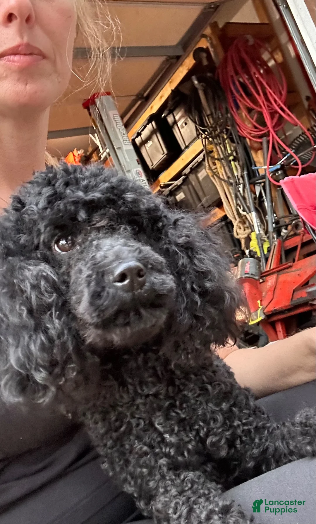Miniature Poodle dogs for sale: Onyx - Ad 9