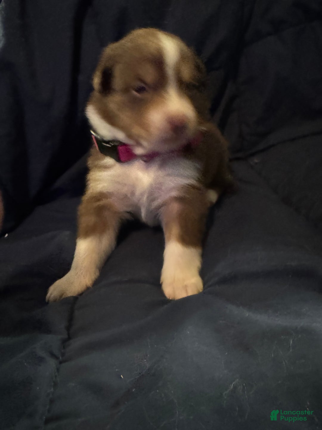 Australian Shepherd dogs for sale: Australian Shepherd Puppy 4 - Ad 4