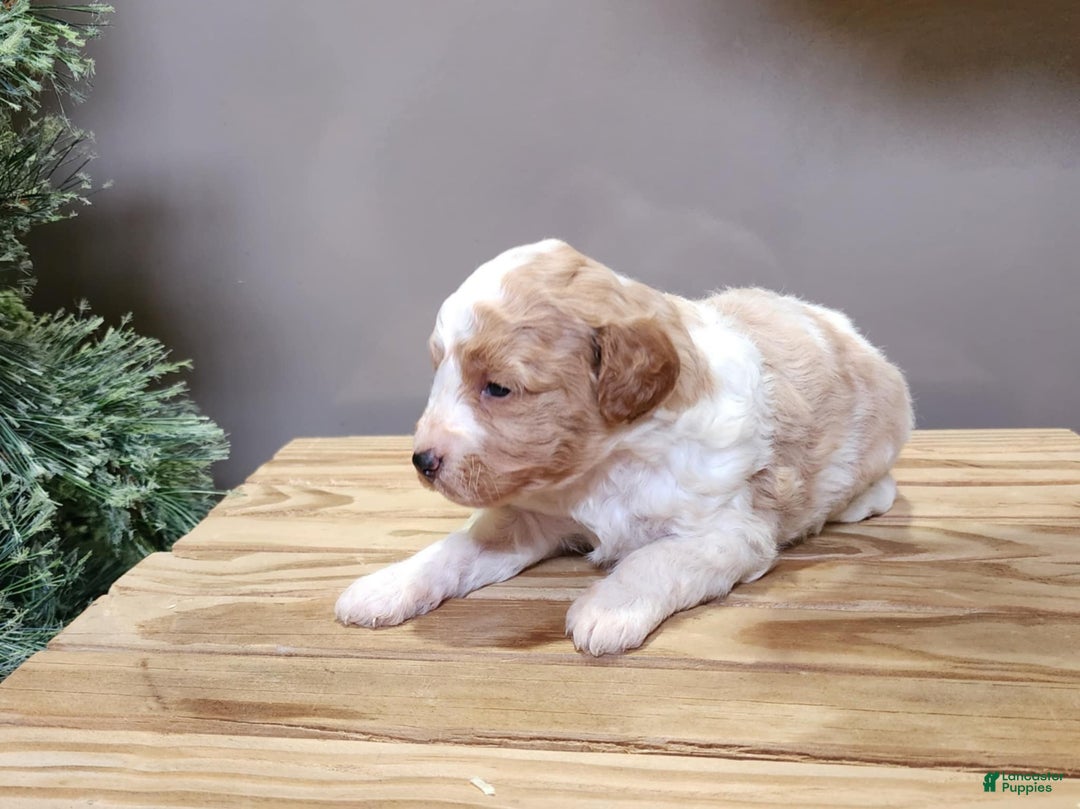 Mini Goldendoodle dogs for sale: Oma - Ad 7