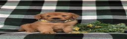 Golden Retriever dogs for sale: Rockford - Ad 3