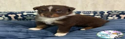 Australian Shepherd dogs for sale: Cricket - Ad 4