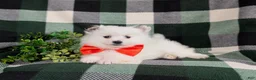 Pomeranian dogs for sale: Marlow - Ad 7