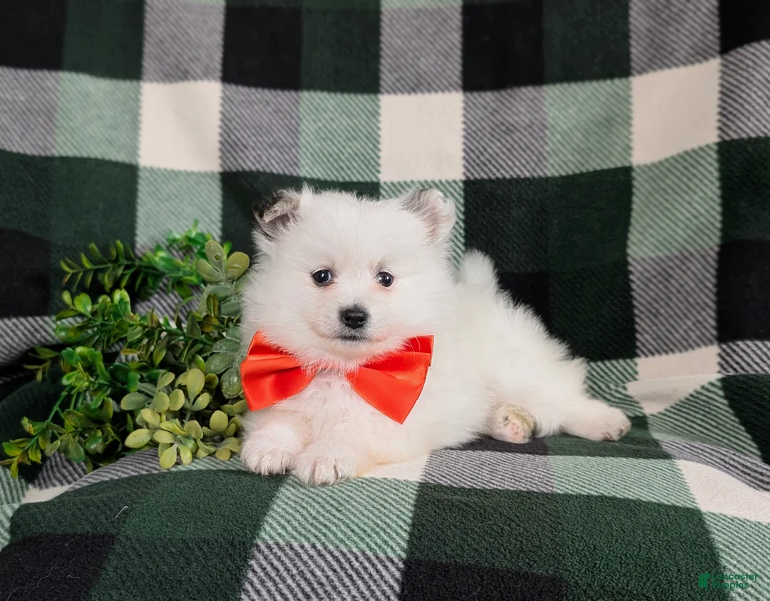 Pomeranian dogs for sale: Marlow - Ad 7