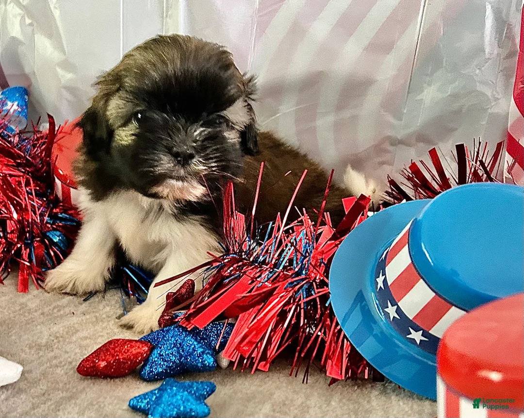 Shih Tzu dogs for sale: Abel - Ad 2