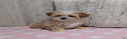 Shihpoo dogs for sale: Blossom - Ad 3