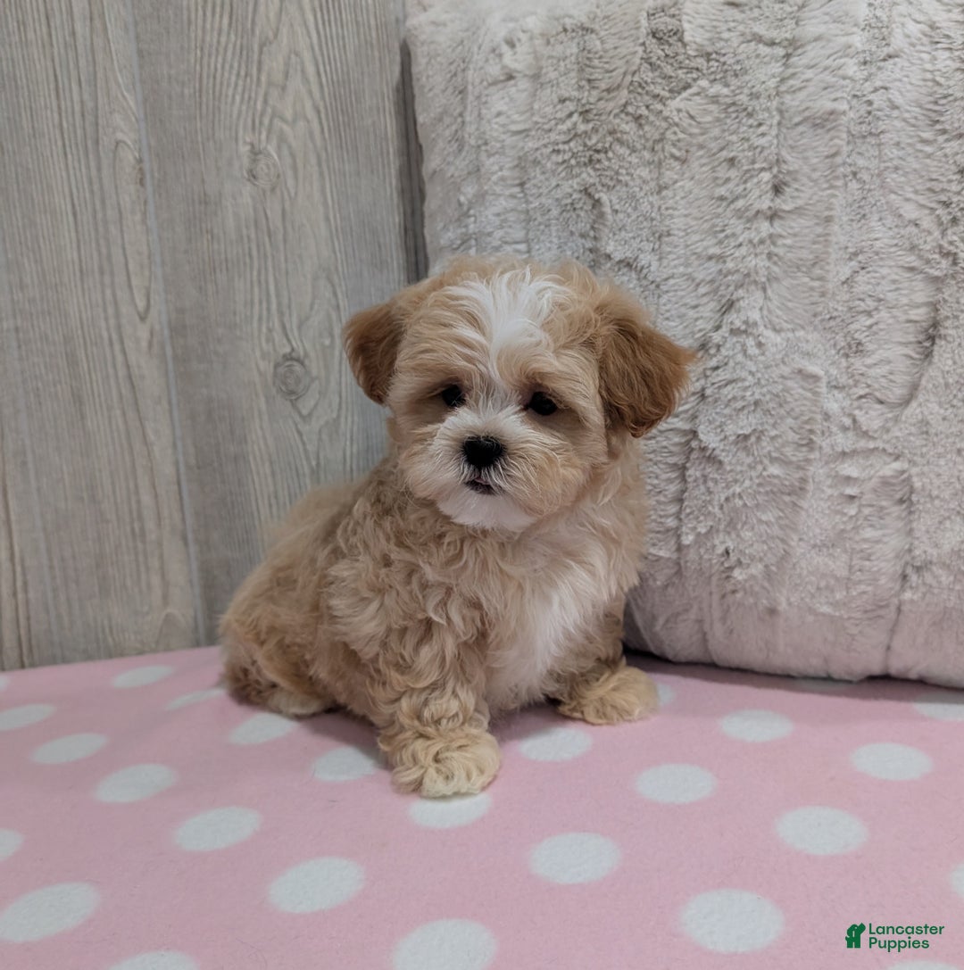 Shihpoo dogs for sale: Blossom - Ad 3