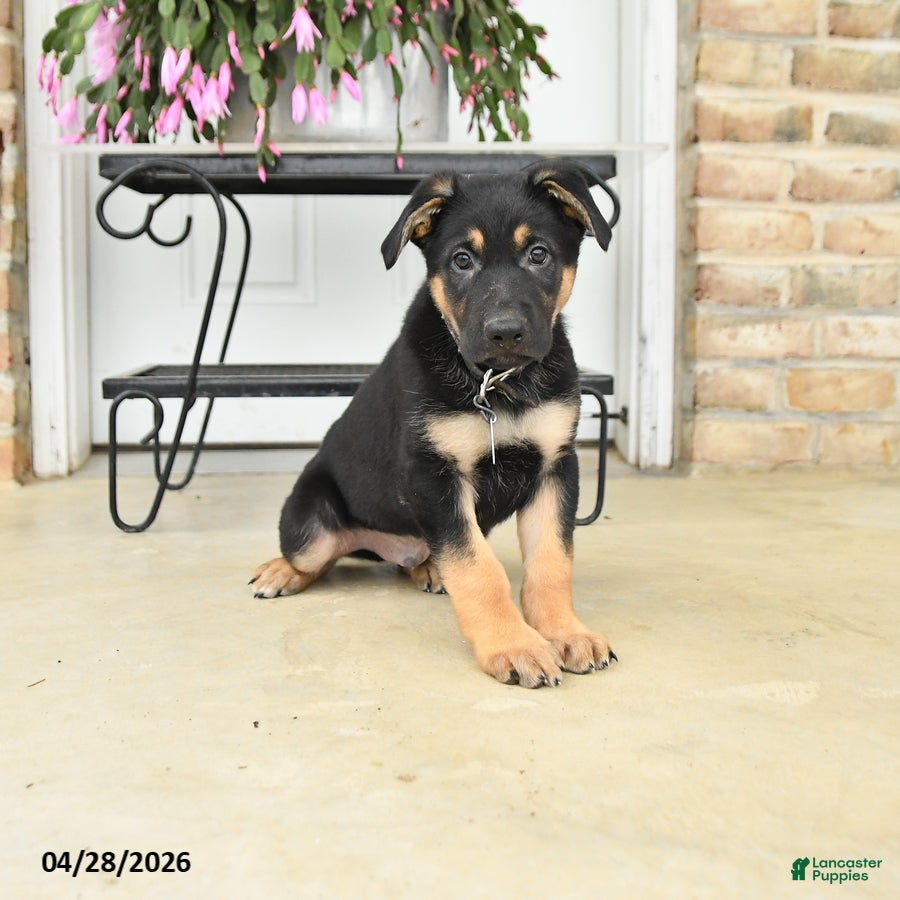 German Shepherd dogs for sale: Dallas - Ad 4