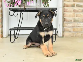 German Shepherd dogs for sale: Dallas - Ad 4