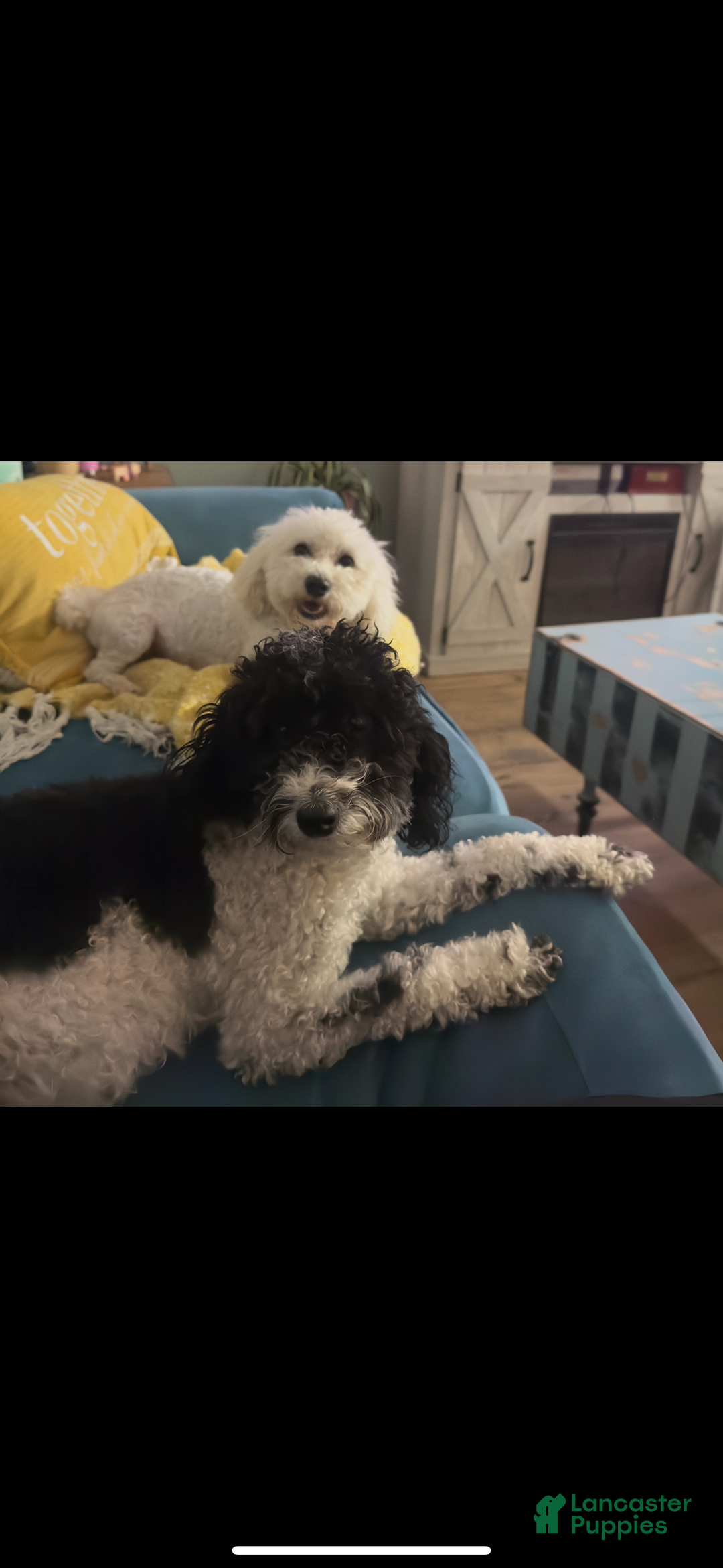 Maltipoo dogs for sale: Maltipoo Puppy 4 - Ad 5