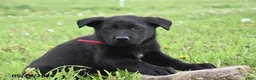German Shepherd dogs for sale: Ribbon - Ad 2