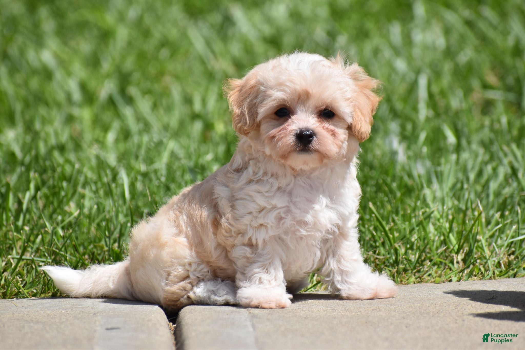 Maltipoo dogs Biscuit - Ad 2
