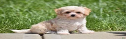 Maltipoo dogs for sale: Biscuit - Ad 2