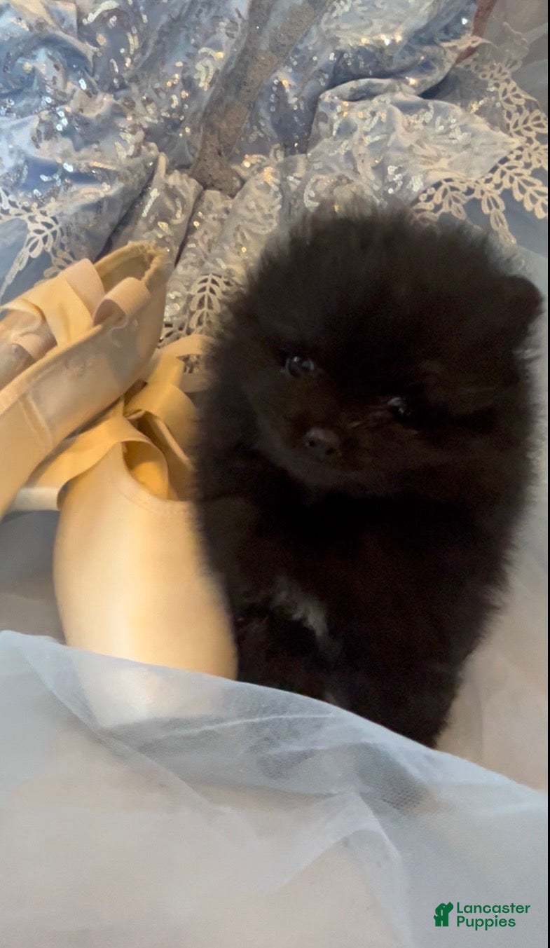 Pomeranian dogs Pomeranian 2 - Ad 1