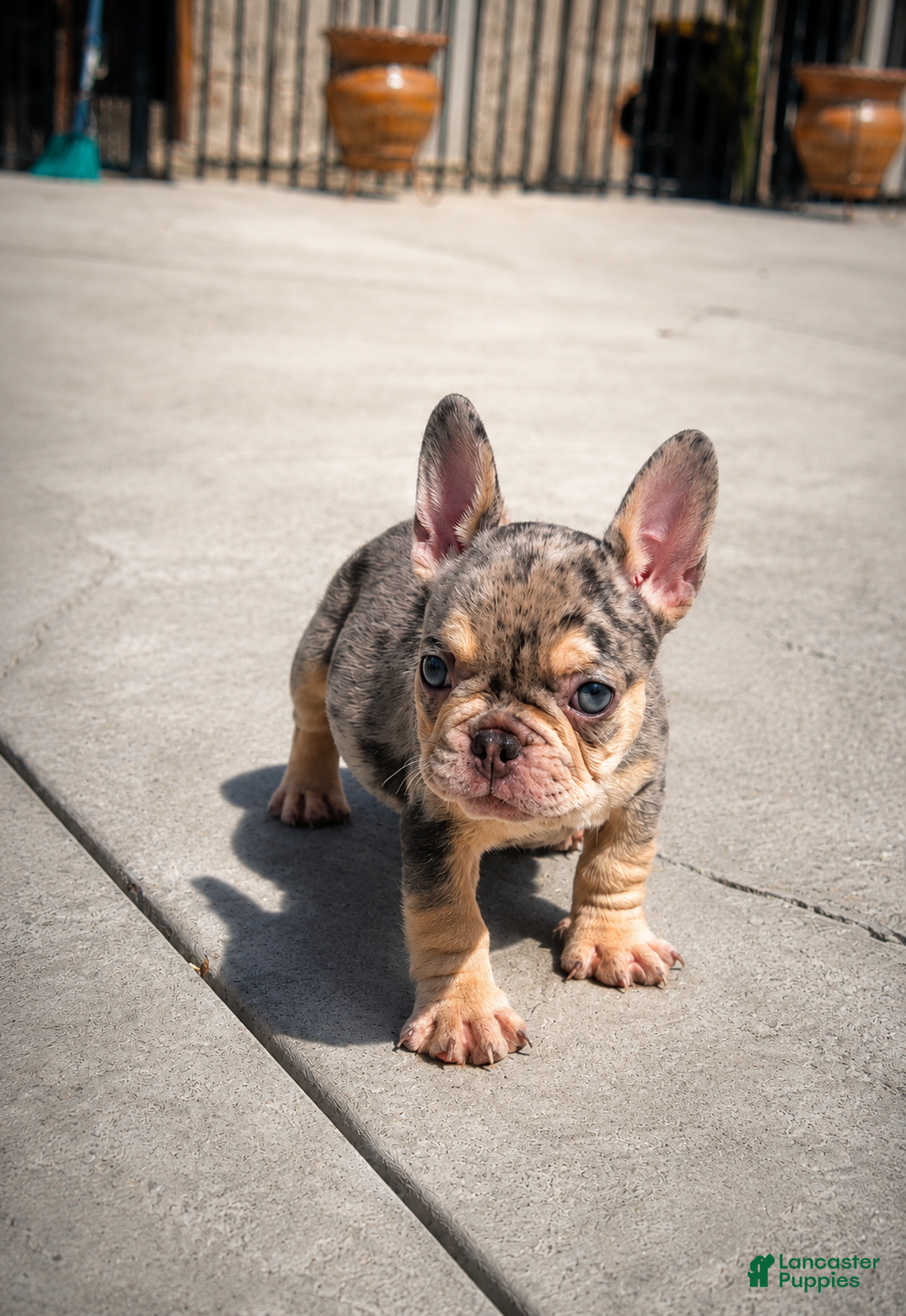 French Bulldog dogs Future - Ad 1