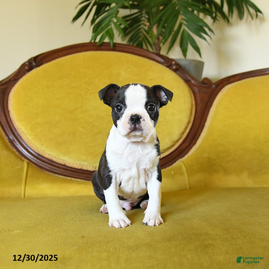 Boston Terrier dogs Comet - Ad 28