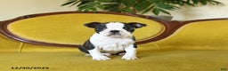 Boston Terrier dogs for sale: Comet - Ad 6