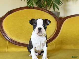 Boston Terrier dogs Comet - Ad 21