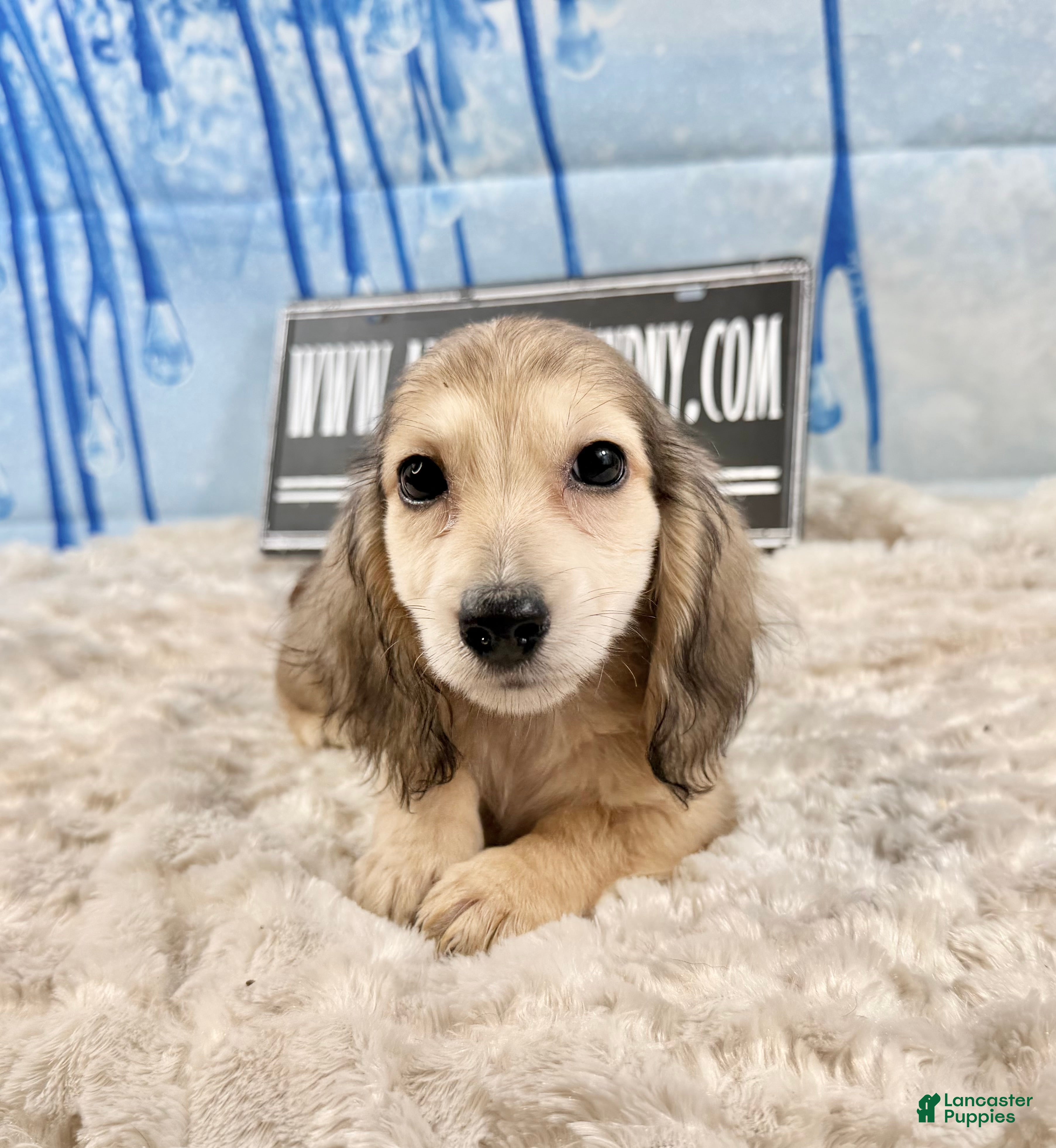Miniature Dachshund dogs Eng cream dapple - Ad 7