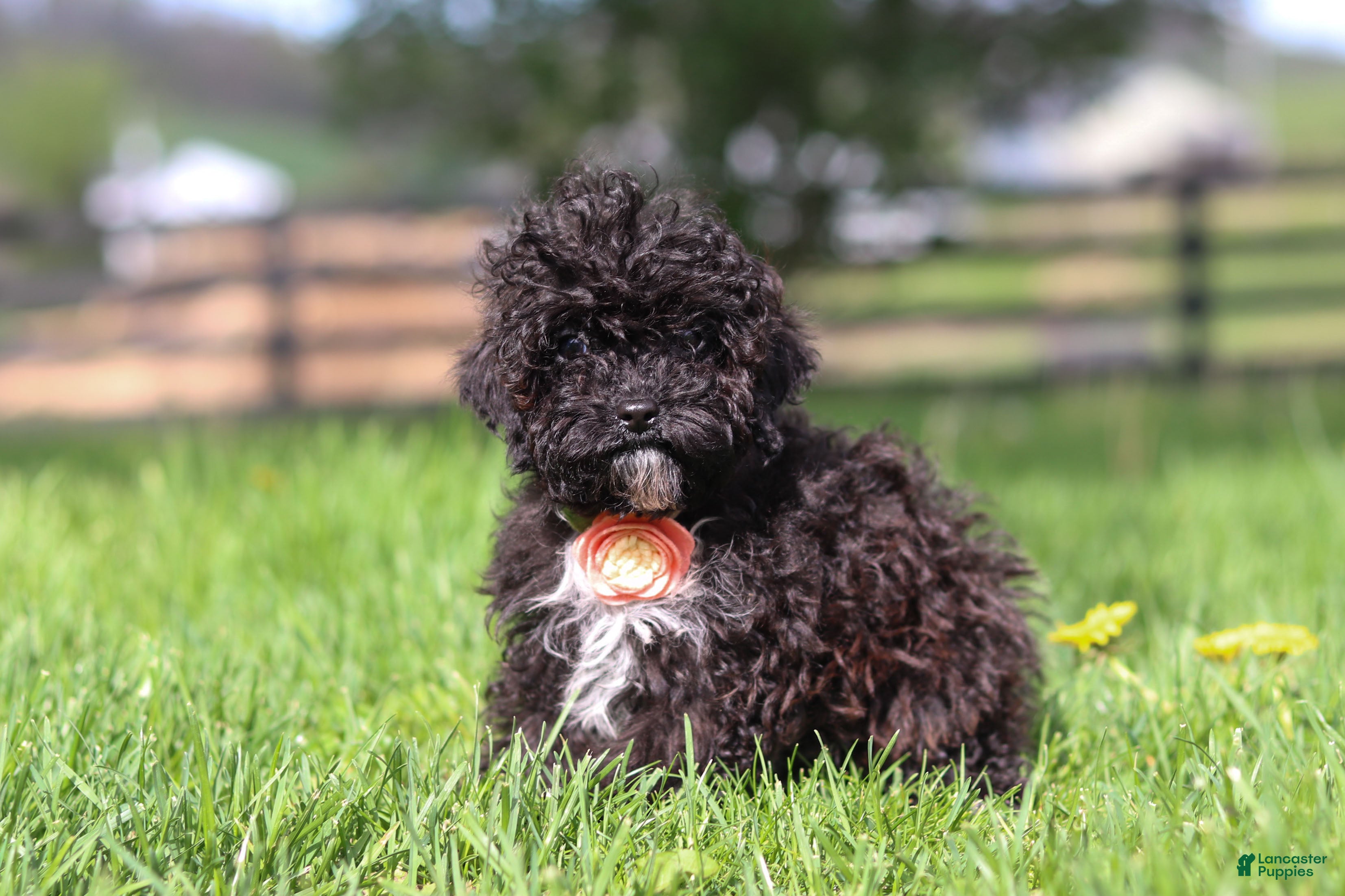 Miniature Poodle dogs Iris - Ad 2