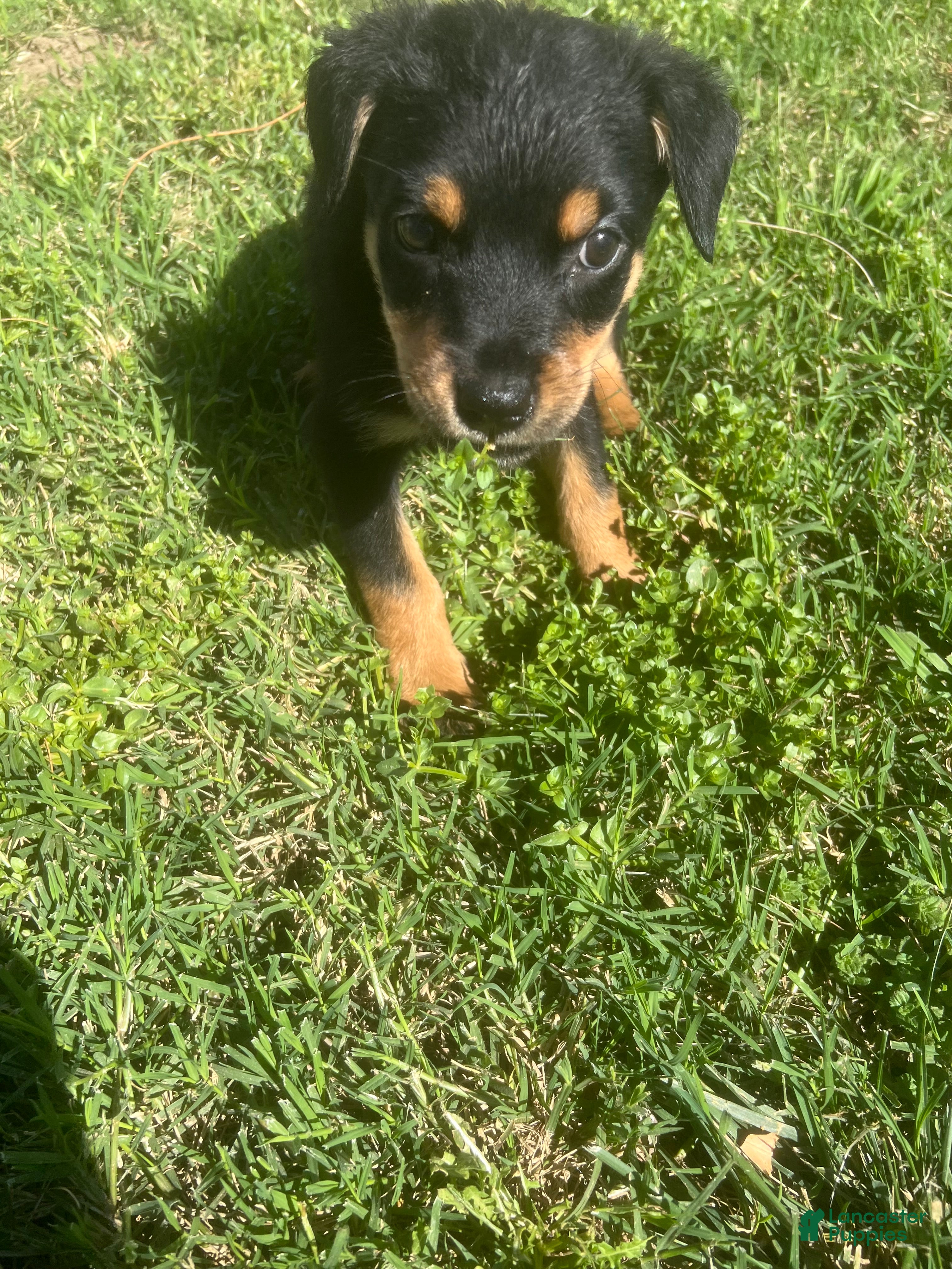 Rottweiler dogs Rottweiler Puppy 5 - Ad 1
