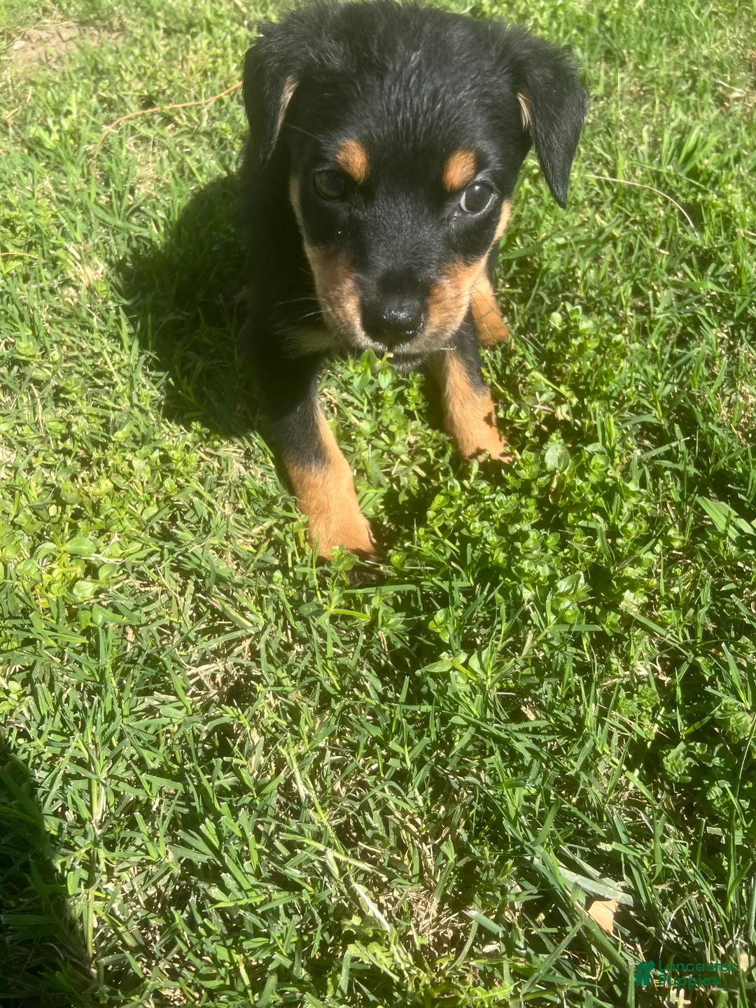 Rottweiler dogs for sale: Rottweiler Puppy 5 - Ad 1